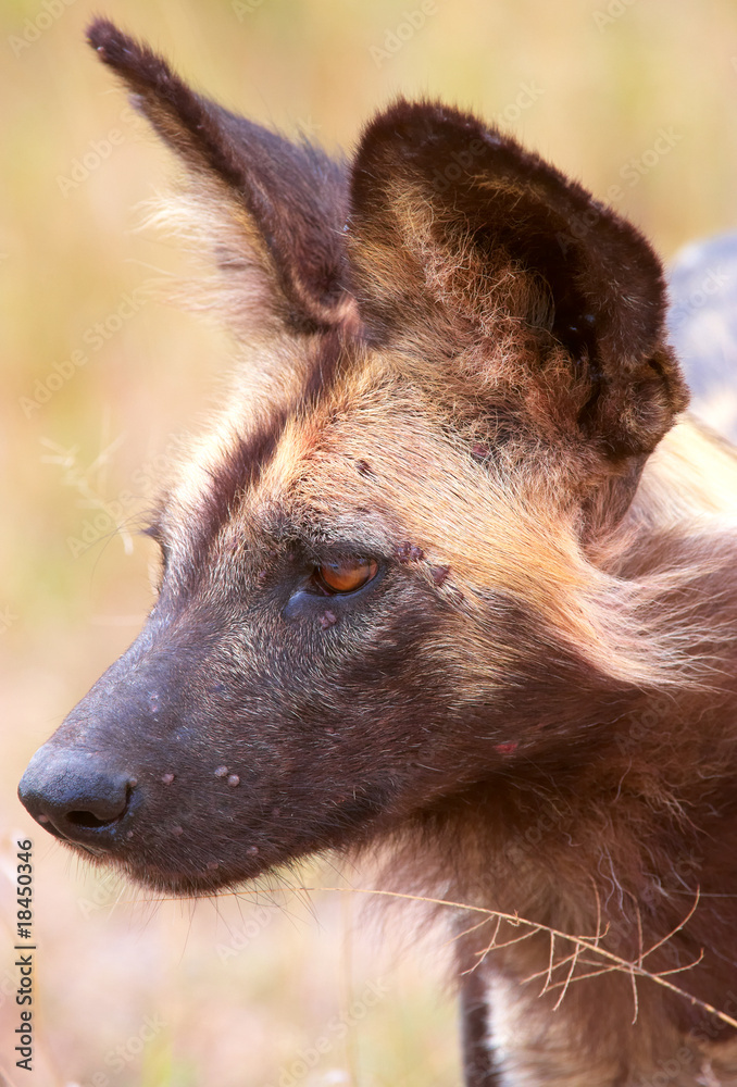 African Wild Dog (Lycaon pictus) African Wild Dog (Lycaon pictus)
