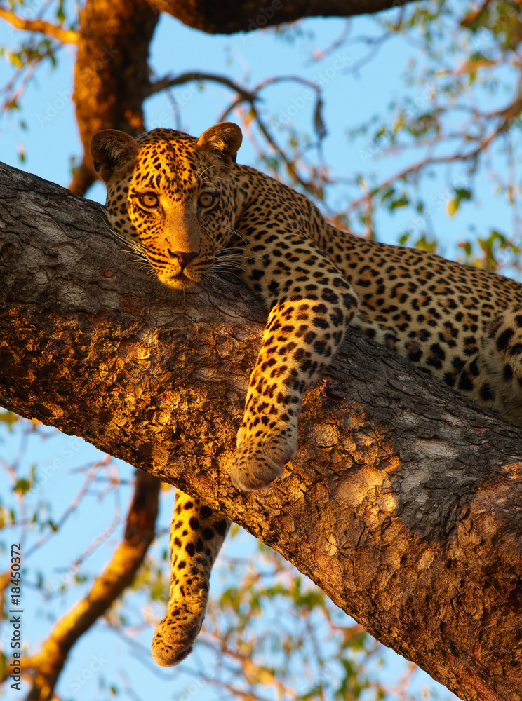 Naklejka premium Leopard lying on the tree