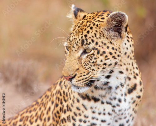 Leopard  Panthera pardus  sitting in savannah