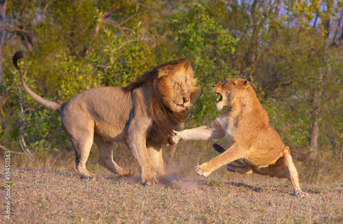 Lion (panthera leo) and lioness fighting