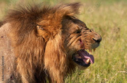 Lion  panthera leo  in savannah