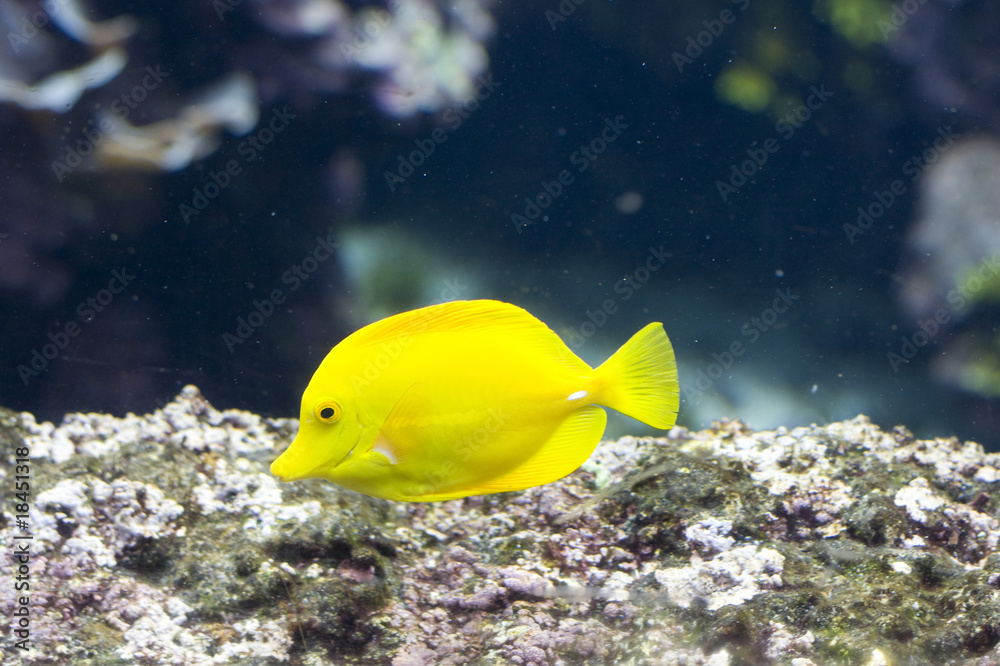 an exotic fish swimming an exotic fish swimming