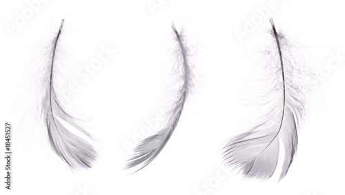 3 white feathera