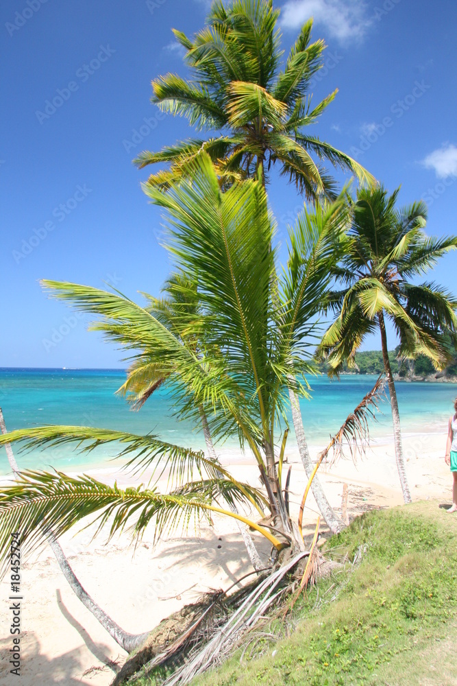 Fototapeta premium Palma in Cabarete