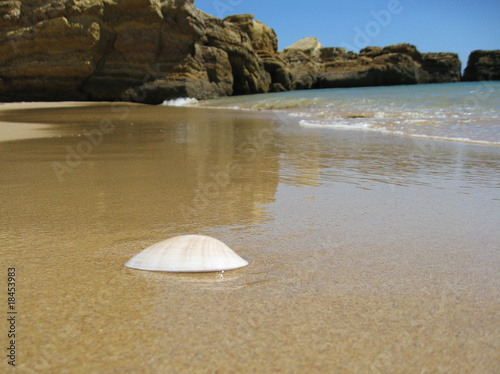 muschel am strand photo
