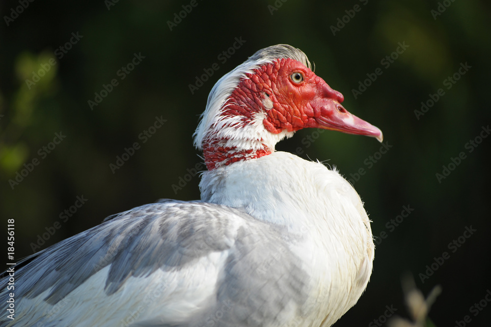 Muscovy Duck