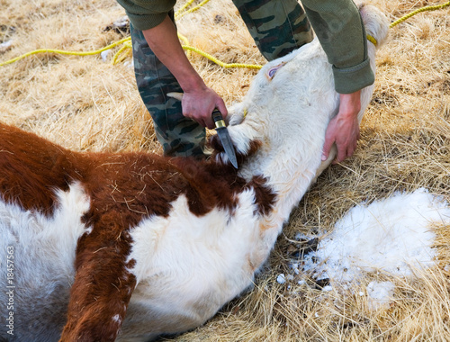 Killing cows