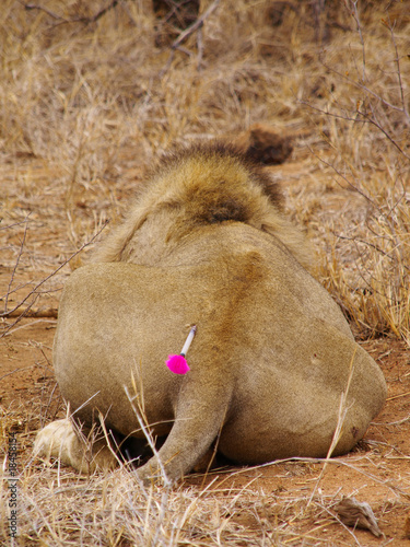 Darted Male Lion
