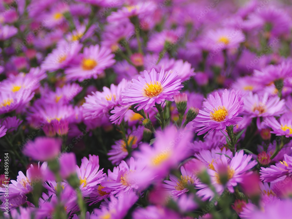 Magenta asters. Magenta asters.