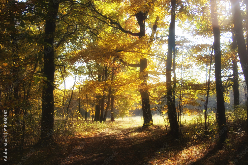 Obraz premium herbstwald