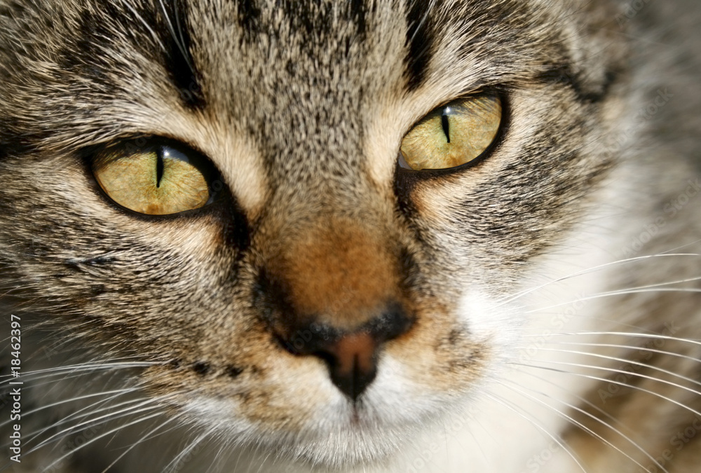 my cat my cat