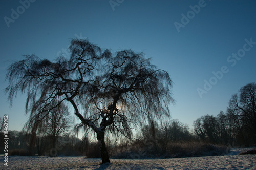 Birke im Winter photo