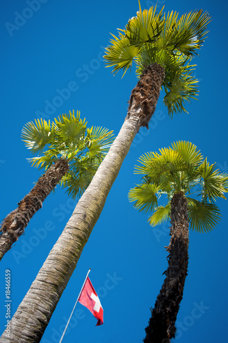 Fotografie Palmen in der Schweiz