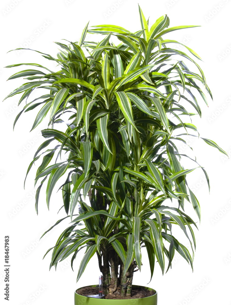 Palm plant in the flowerpot isolated on white Palm plant in the flowerpot isolated on white