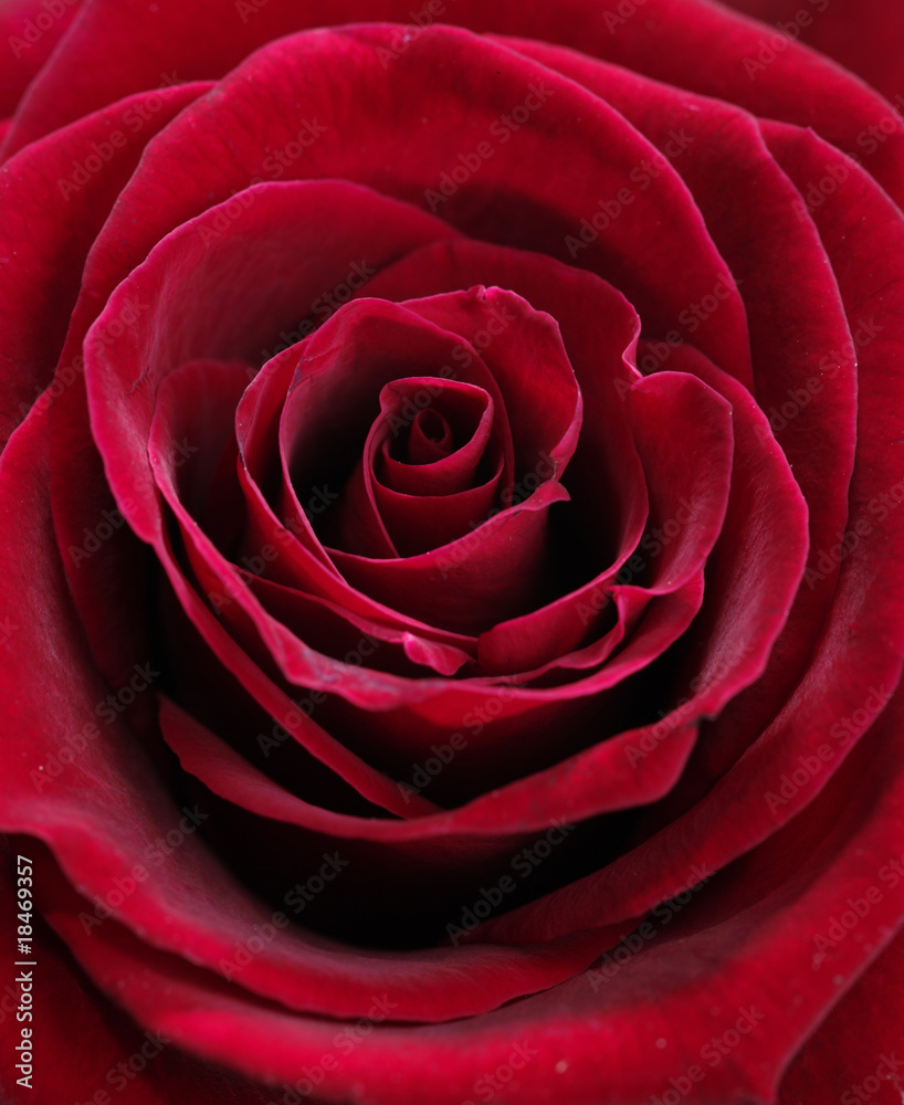 Red rose closeup photo. Red rose closeup photo.