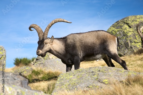 spanish goat side