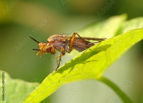 The fly © v_blinov