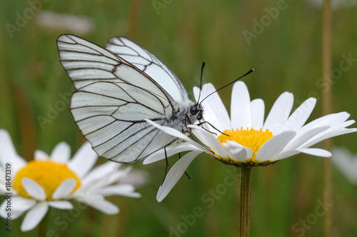 Butterfly on a flower.