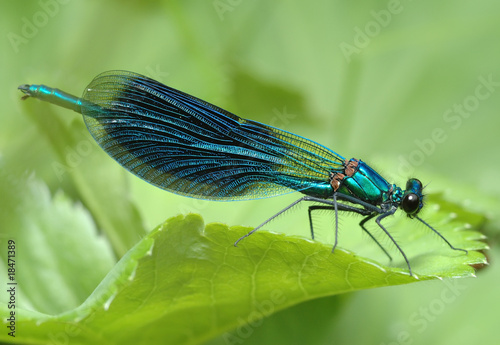 Dragonfly Calopteryx splendens © v_blinov