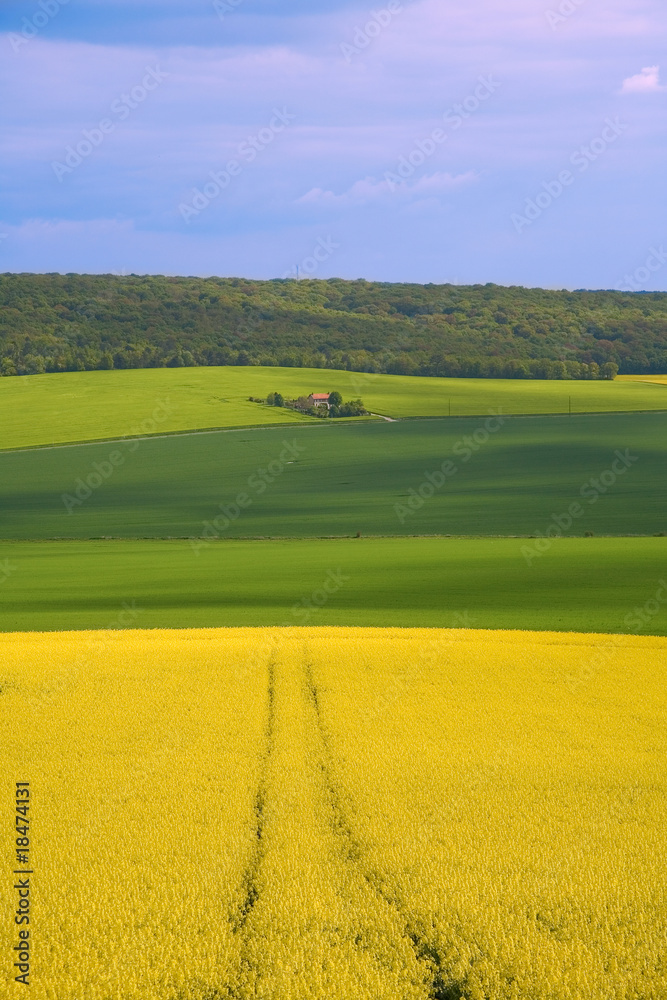 Fototapeta premium Panoramic view of rapeseed field and green meadows