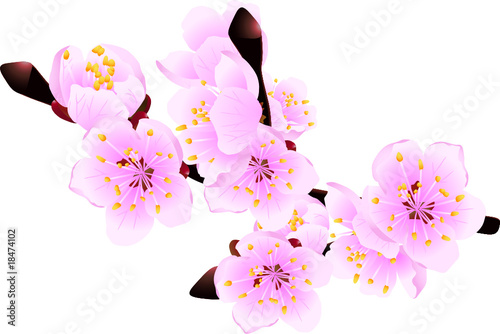 Blossoming twig of spring fruit tree (vector illustration)
