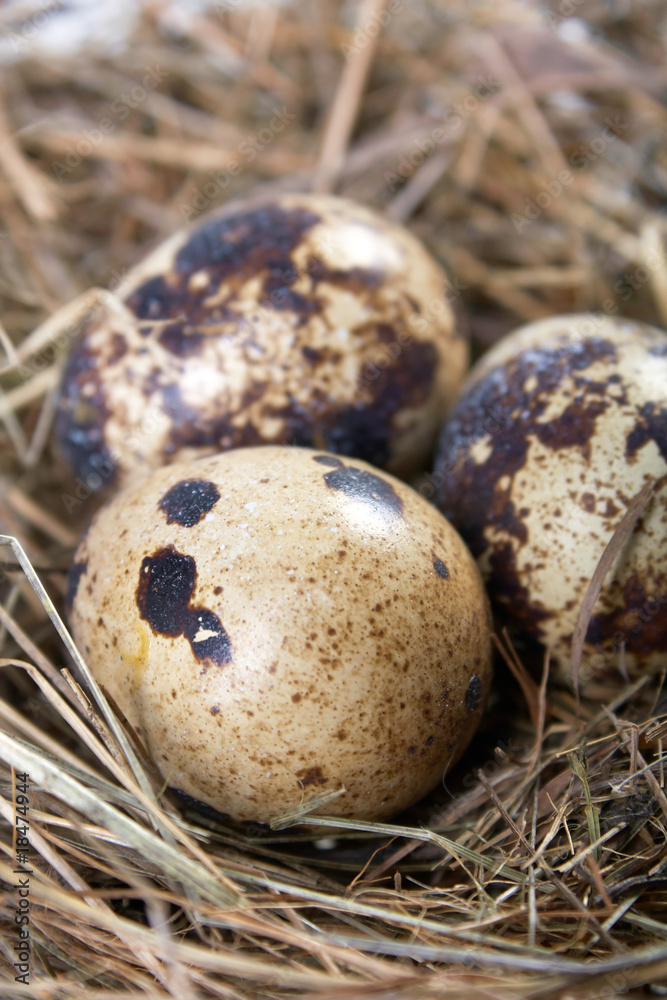 motley eggs at nest. motley eggs at nest.