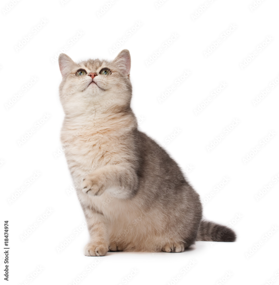 Obraz premium Kitten playing