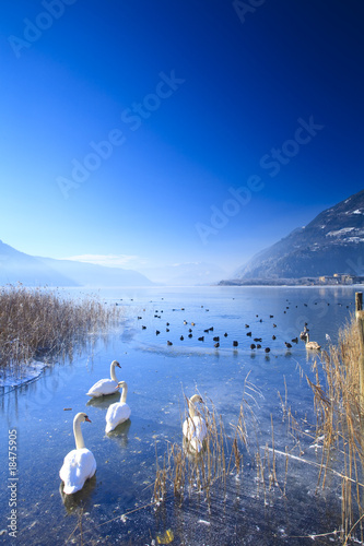 Frozen lake in the alps with swans and ducks on ice in winter