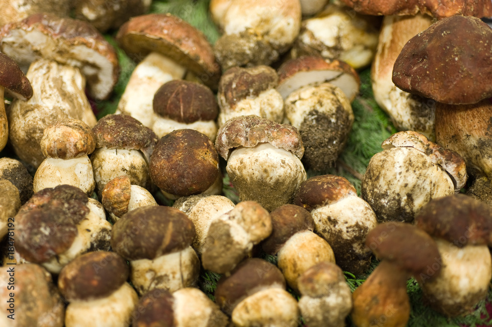 Funghi porcini Funghi porcini