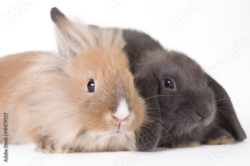 two young rabbit, isolated