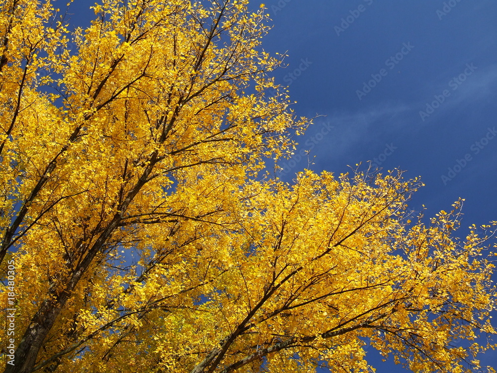 Fototapeta premium Pappelkrone im Herbst