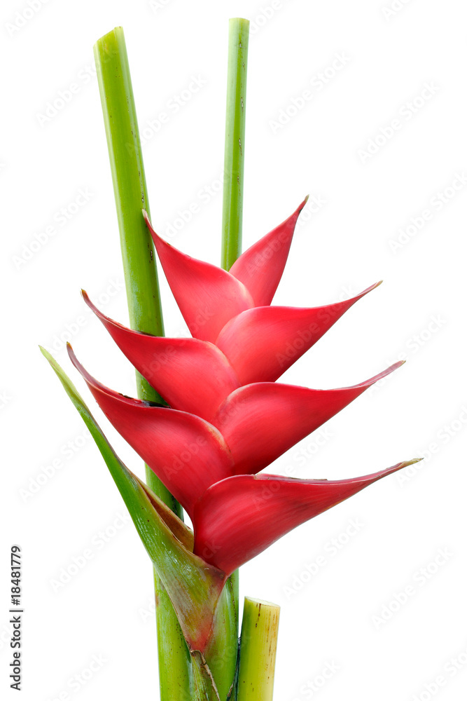 Fototapeta premium Fleur tropicale Heliconia