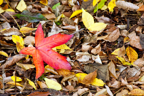 autumn vivid red leaf fallen on ground