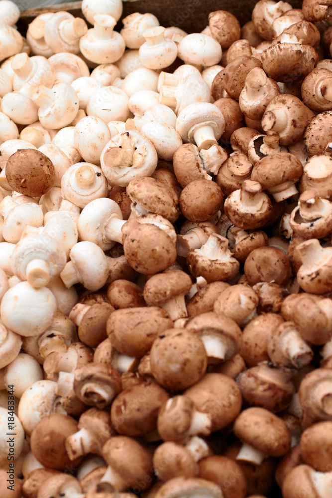 Colour image of Fresh white mushrooms Colour image of Fresh white mushrooms