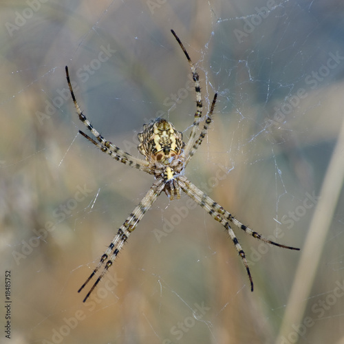 Fényképezés spider