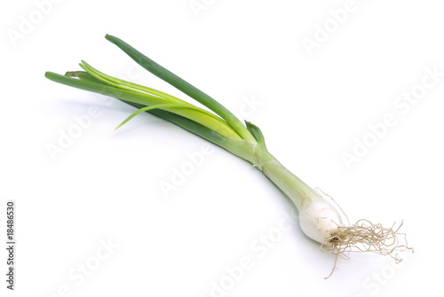 Lauchzwiebel - spring onion 01