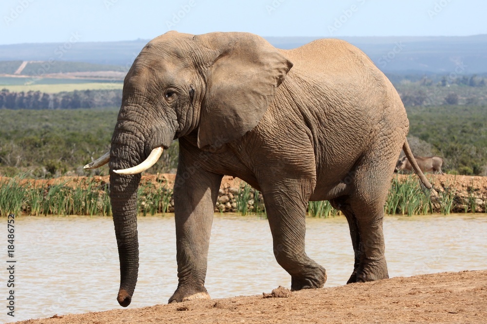 African Elephant in Musth