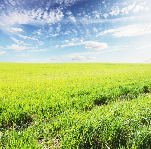 Green field