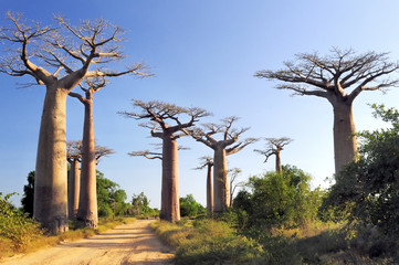 Leinwandbilder Baobab Dichter Baobab Wald in Madagaskar  © Nazzu