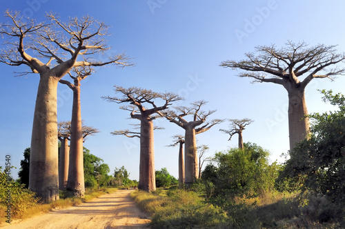 Baobabs forest