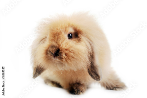 cute small rabbit