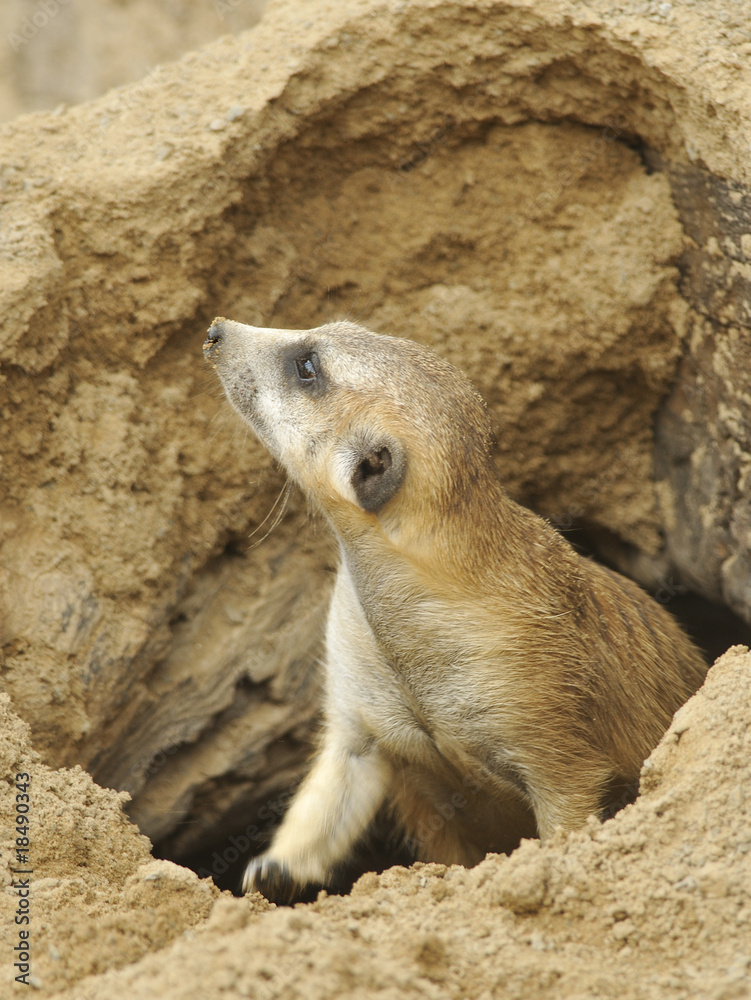 Obraz premium Young Meerkat Exiting Cave