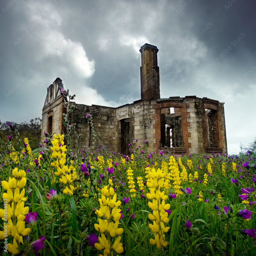 Floral Ruins