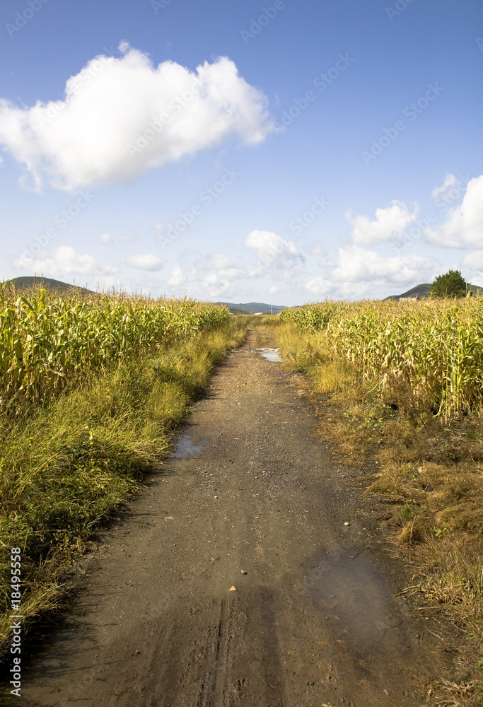 country road through farmland