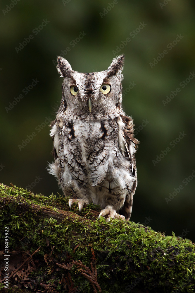 Fototapeta premium Grumpy Little Owl