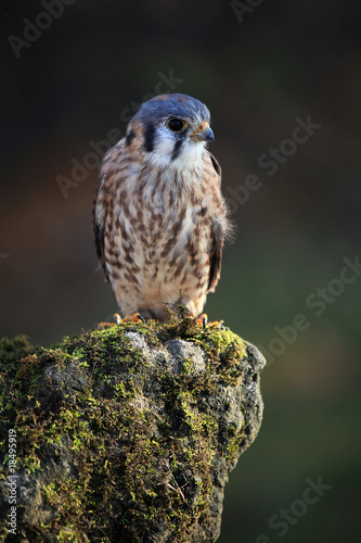 American Kestrel