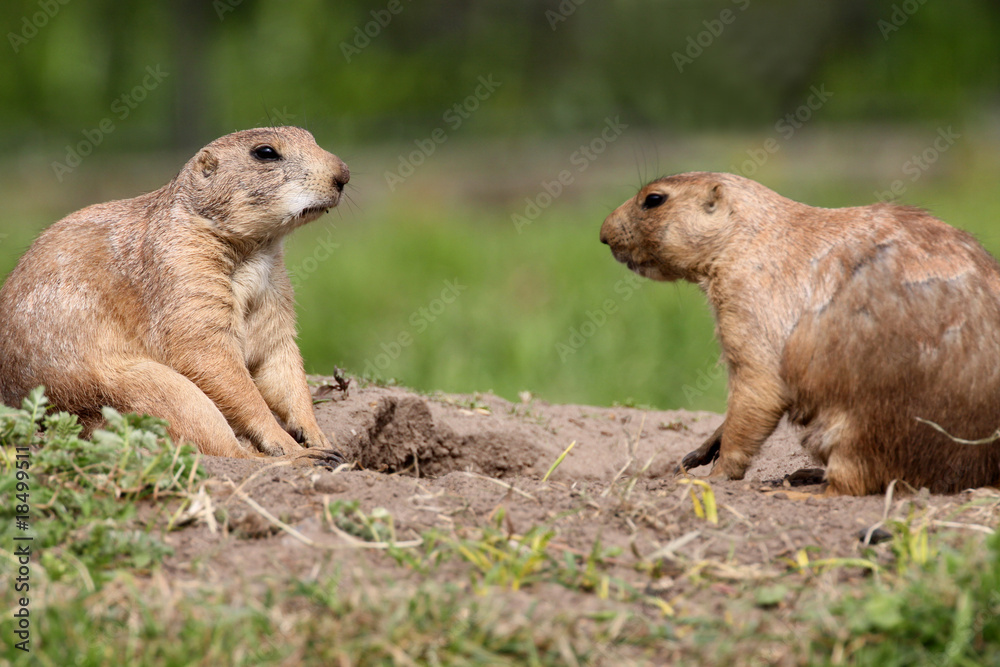 Präriehund Präriehund