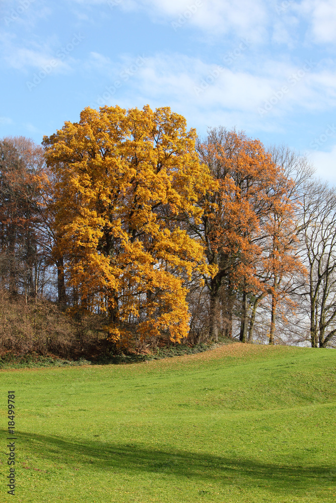 Trees in autumn