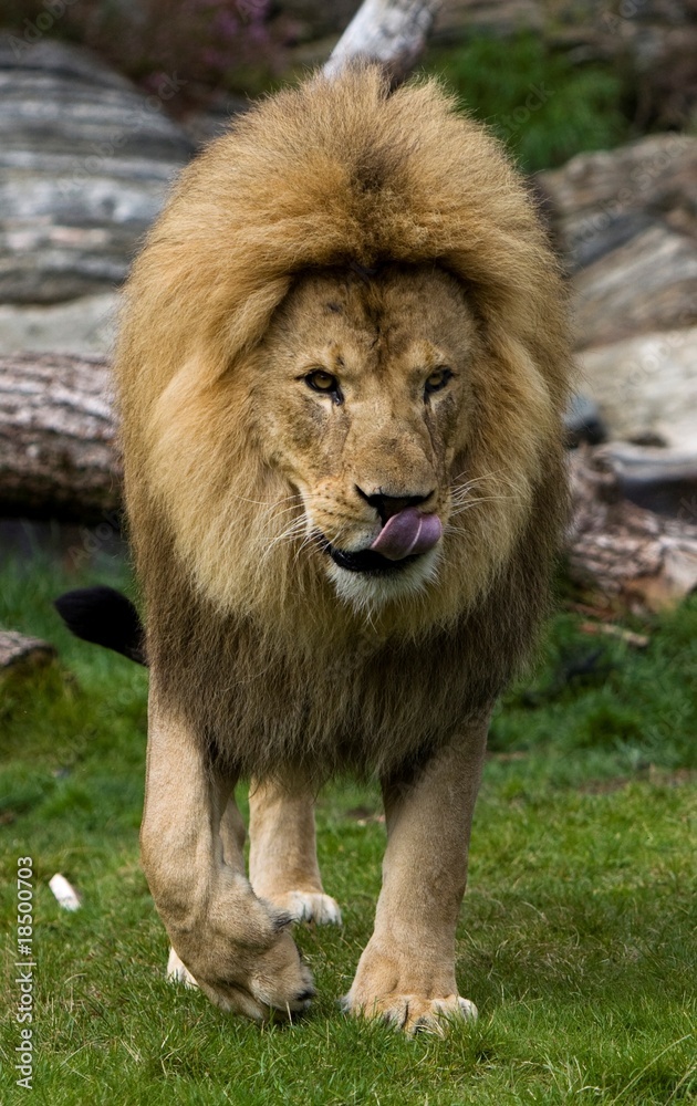 Naklejka premium Lion