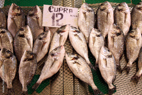 Gilthead sea photo
